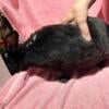 Midnight $25 Mini Rex Black Doe For Sale