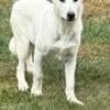 Female n male white German shepherd