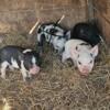 Julianna/kune kune cross piglets