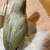 Quaker Parrot Babies