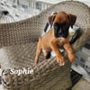 AKC 25% EURO BOXERS