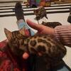 SBT 5 Tica registered Breeder $1,200