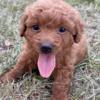 Mini F1b Goldendoodle