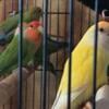 One left. Young, gorgeous, Lovebird. 6 months old. Not DNA sexed.