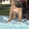Xl American Pitbull puppies 4-5 weeks old