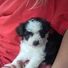 Mini aussie poo
