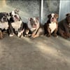 English Bulldogs $1k