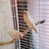 Zebra *Sold* Finch Chestnut Flanked White (CFW) male & hen