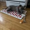 american bully