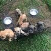 Corso/Presa Pups to good homes only