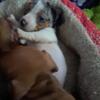 Purebred miniature dachshund puppies