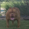 For Sale -XL PIT BULL ONE OF THE LARGEST PITBULL IN THE WORLD SERIOUS INQUIRES ONLY