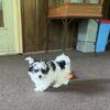 male morkies