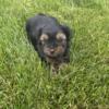 AKC Arlo Male Yorkshire Terrier Puppy
