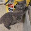 Male kitten looking for a home
