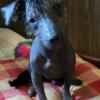 Mexican hairless chinese crested mix