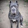 Cane Corso Studs ICCF health tested & AKC Dual