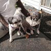 ⁹Pups for sale