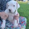 Dogo Argentino puppy