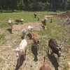 Nigerian Dwarf and Lamancha pygmy goats