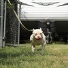 ABKC Registered Pocket Bully Pups available NOW
