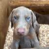 CKC Doberman puppies