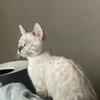 Bengal