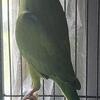 Ring neck  parrot