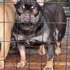 Young adult French bulldog 