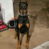 Doberman for Rehoming