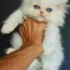 White Persian kitten blue eyes, male $100, adoption