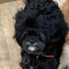 Shihpoo Puppy for Sale