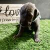 AKC Great Dane Blue female puppy aka Skittles