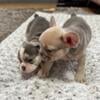 Fawn & Lilac French Bulldog (FEMALE)