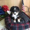 Miniature male,  Howie