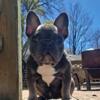 AKC BLUE TRI FEMALE FRENCHIE