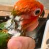 red factor sun conure and red factor sun conure