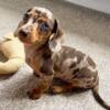 Strong-litter Pure Breed 11 week old Mini Dachshund need a family ASAP