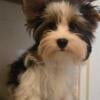 male  Biewer terrier 5 months old,