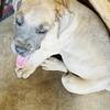 Great Dane puppy