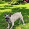 Fawn French bulldog puppies