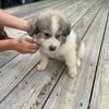 Male Great Pyrenees LGD