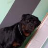 Adult Male Rottweiler - Not Fixed