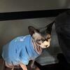 Sphynx URGENT
