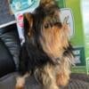 AKC Yorkies  males