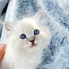 Lilac,Lynx and Blue Ragdoll kittens ready in 6 weeks!