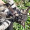 Bengal x Siberian kittens up for adoption