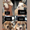 Pitbulls