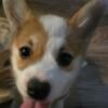 Very gorgeous corgi girl available