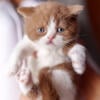 British Shorthair Kittens \ 1 Scottish fold Kitten